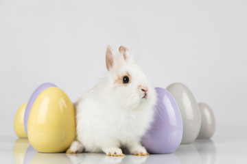 Little cute baby rabbit and easter eggs, white background