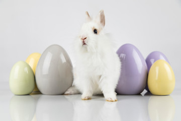 Little baby rabbit and easter eggs, white background