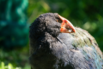 Takahe - rare New Zealand bird