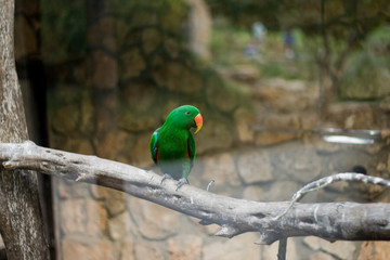 Birds of paradise, birds of the paradise Land