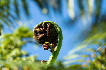 Close up of a New Zealand fern (Koru)