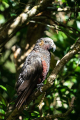 New Zealand Kaka bird