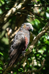 New Zealand Kaka bird