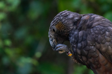New Zealand Kaka bird