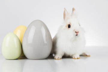 Little cute baby rabbit and easter eggs, white background