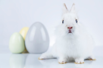 Rabbit, Bunny and easter Egg and white background