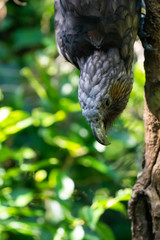 New Zealand Kaka bird