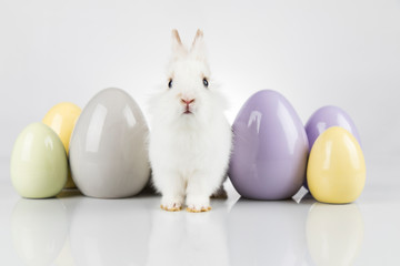 Little cute baby rabbit and easter eggs, white background