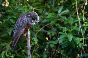 New Zealand Kaka bird