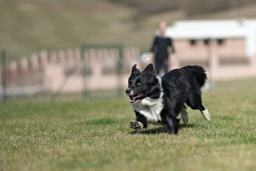 border collie puppy