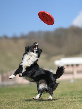 young healthy border colie play with ball