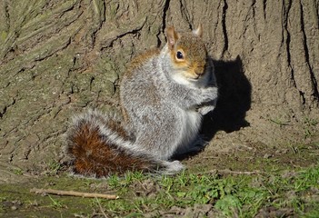 Cute squirrel sitting next to tree
