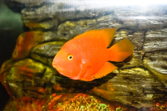 Scaridae red in the aquarium