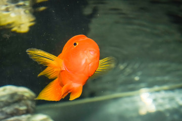 Scaridae red in the aquarium