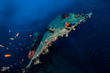 Coral reefs and water plants in the Red Sea, Eilat Israel