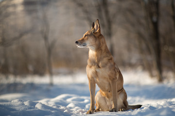 Stray dog that lives on the street. Mongrel in the snow