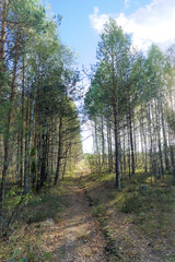 Forest road in early autumn. Trees wall stand to the left and right of the road.