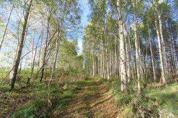 Forest road in early autumn. Trees wall stand to the left and right of the road.