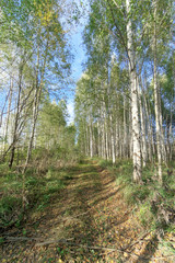 Fototapeta na wymiar Forest road in early autumn. Trees wall stand to the left and right of the road.