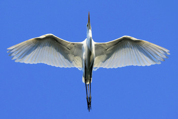 Garça branca - Ardea alba