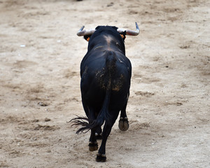 toro grande en españa