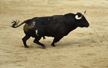 toro grande en españa