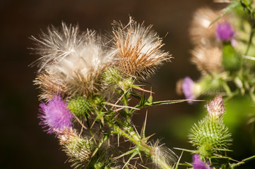 A beautiful color of blooming head donkey thistle closeup as natural floral background