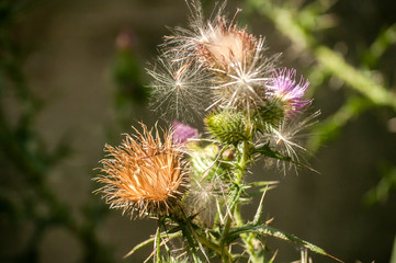 A beautiful color of blooming head donkey thistle closeup as natural floral background