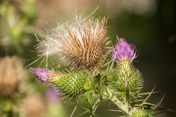 A beautiful color of blooming head donkey thistle closeup as natural floral background