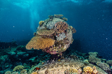 Coral reefs and water plants in the Red Sea, Eilat Israel