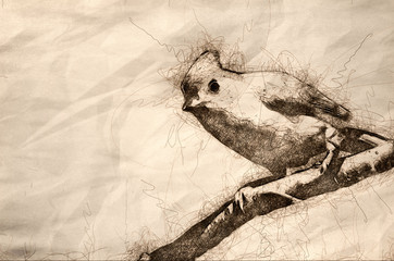 Sketch of a Tufted Titmouse Perched on a Branch