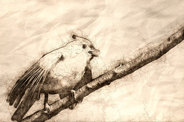 Sketch of a Young Tufted Titmouse Singing in a Tree