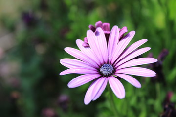 Obraz premium Close-up of purple African daisy flower on the green background.