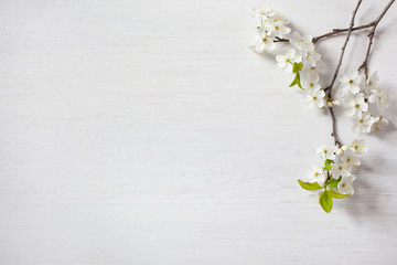 Background with blooming spring cherry plum branches