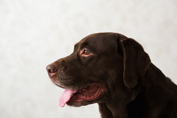 Portrait of a dog sitting on a dog bed