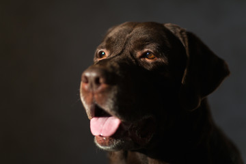 Portrait of a dog sitting on a dog bed