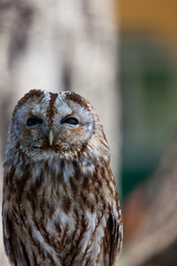 Up Close With a Barred Owl