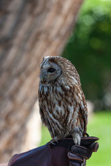 Up Close With a Barred Owl