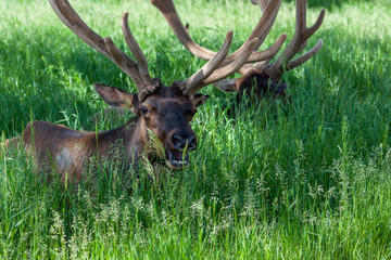 Elk Resting in Spring Grass