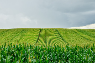 Green corn field in summer. Wide angle view.