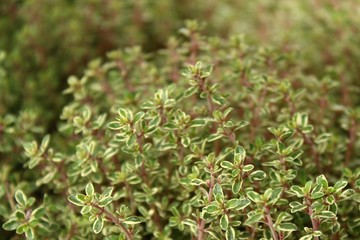 Thymian