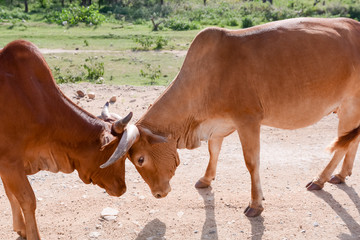 cow portrait in Ethiopian