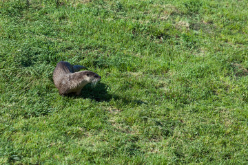 Wet River Otter in the Grass