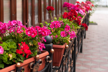 Fototapeta na wymiar red, white, pink flowers in flowerpots near building and sidewalk at street
