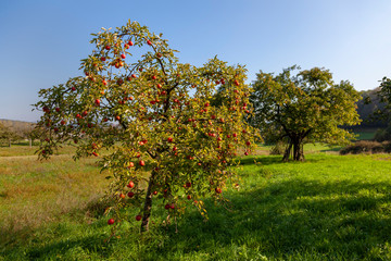 Apfelbaum (Malus domestica)
