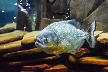 Red bellied piranha Pygocentrus nattereri