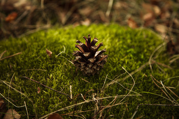 the bump is on the moss