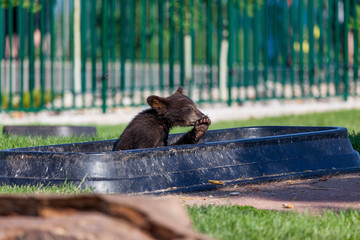 Baby Bear in a Bowl