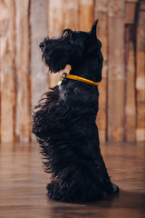 Scottish terrier puppy is posing in studio on wooden background