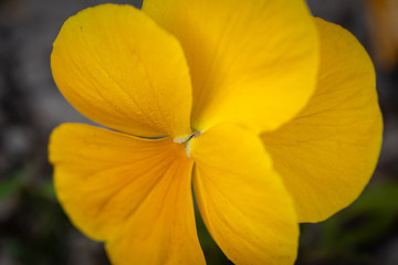  isolated violet